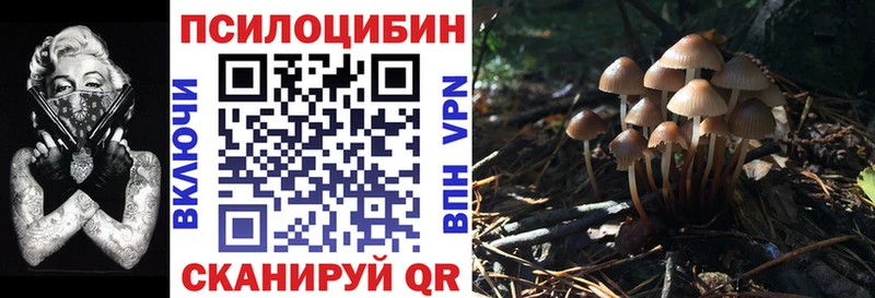где найти   гидра ТОР  Псилоцибиновые грибы Psilocybe  Междуреченск 